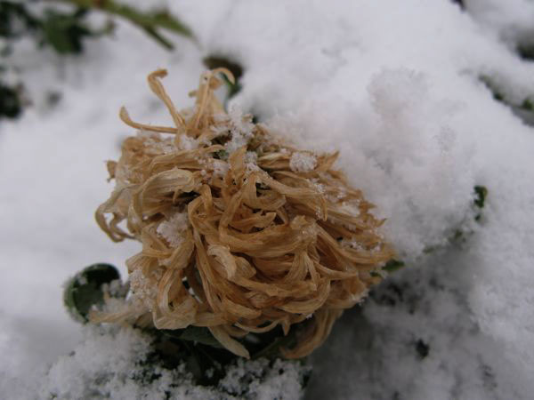 f:id:elmikamino:20091203095748j:image