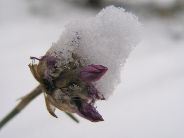 f:id:elmikamino:20091203100020j:image