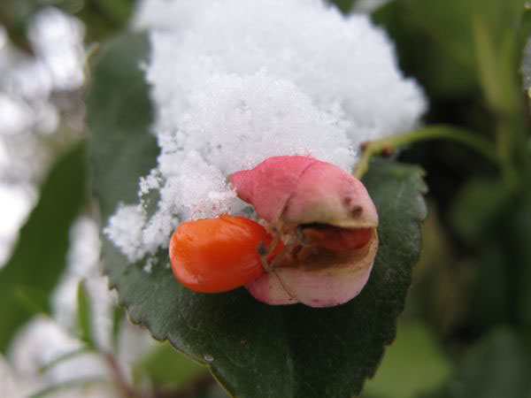 f:id:elmikamino:20091203100358j:image