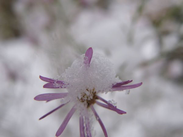 f:id:elmikamino:20091203100427j:image