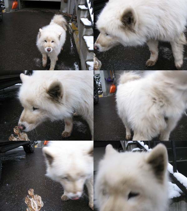 f:id:elmikamino:20091203121210j:image