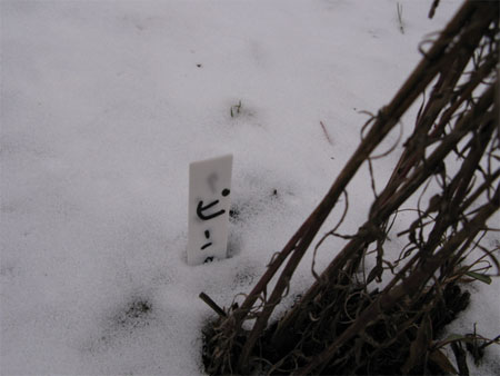 f:id:elmikamino:20091205121741j:image f:id:elmikamino:20091205121741j:image