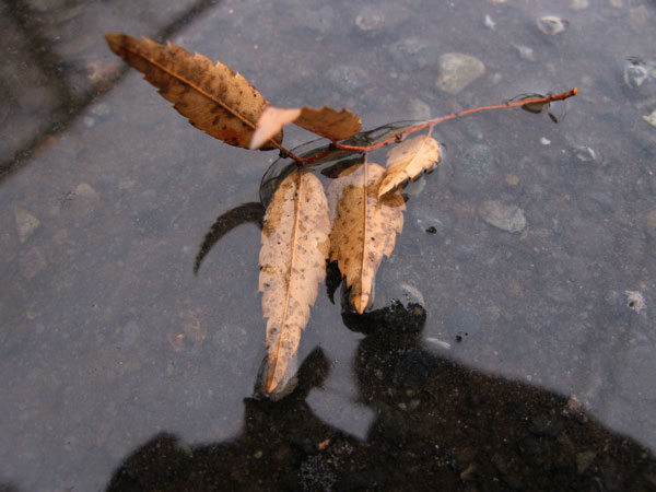 f:id:elmikamino:20091205121744j:image f:id:elmikamino:20091205121744j:image