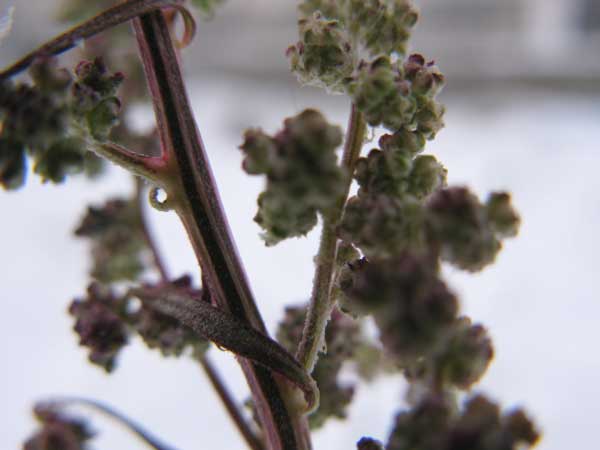 f:id:elmikamino:20091207102633j:image f:id:elmikamino:20091207102633j:image