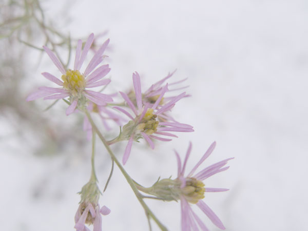 f:id:elmikamino:20091207102638j:image f:id:elmikamino:20091207102638j:image