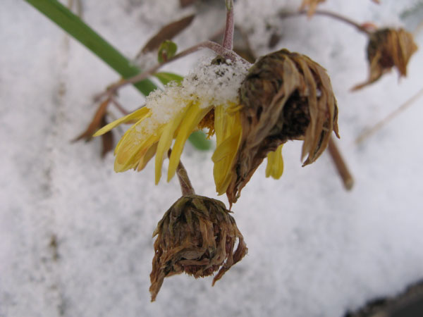 f:id:elmikamino:20091207102641j:image f:id:elmikamino:20091207102641j:image