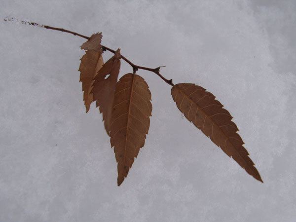 f:id:elmikamino:20091226115529j:image