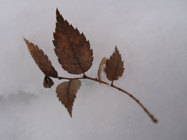 f:id:elmikamino:20091226115530j:image