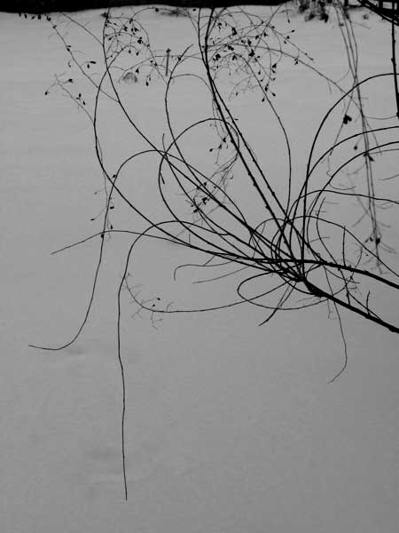 f:id:elmikamino:20091226115533j:image