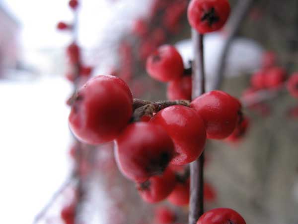 f:id:elmikamino:20091226115534j:image