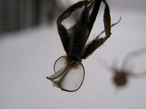 f:id:elmikamino:20091226115535j:image