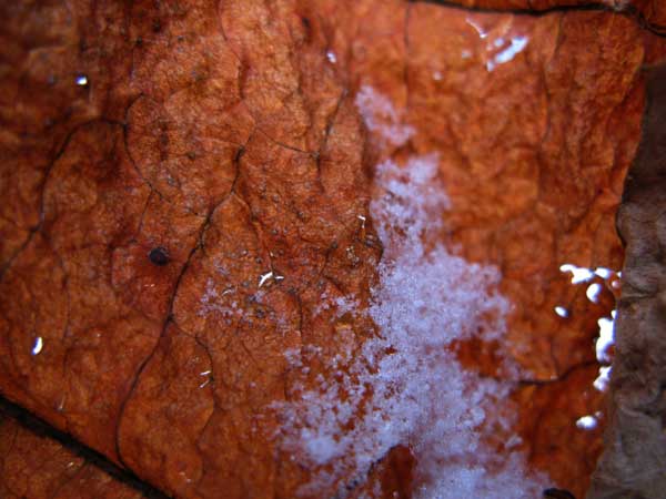 f:id:elmikamino:20091226115539j:image