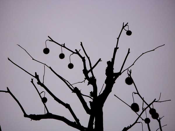f:id:elmikamino:20091226115540j:image
