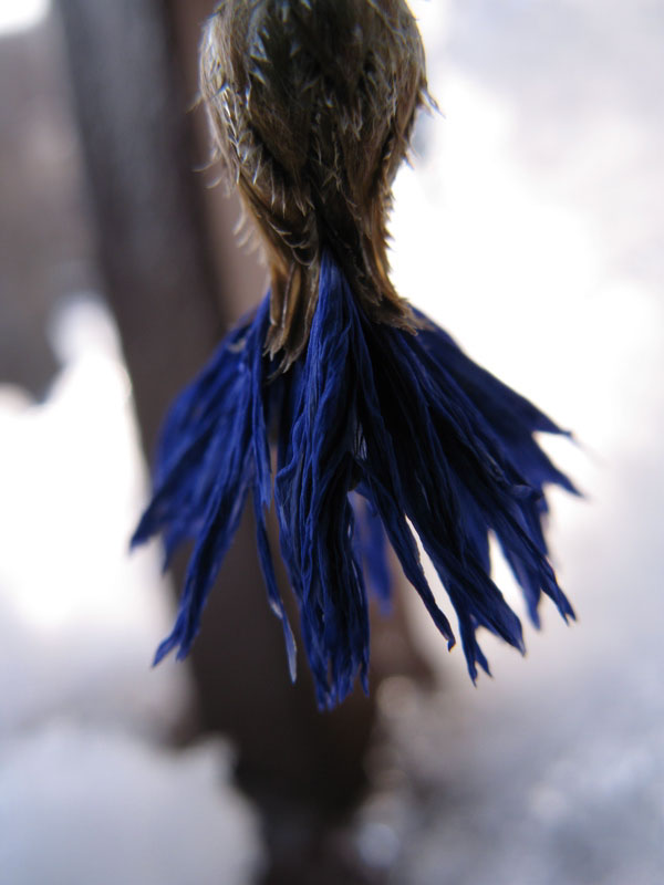 f:id:elmikamino:20091229115834j:image