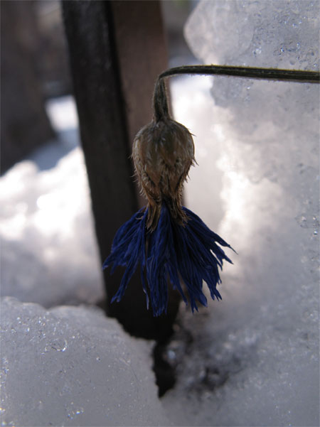 f:id:elmikamino:20091229115835j:image