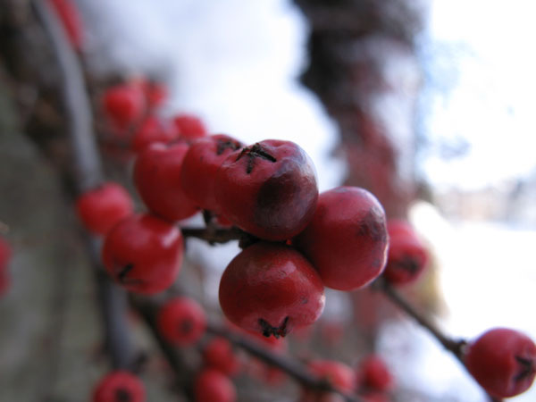 f:id:elmikamino:20091229115838j:image