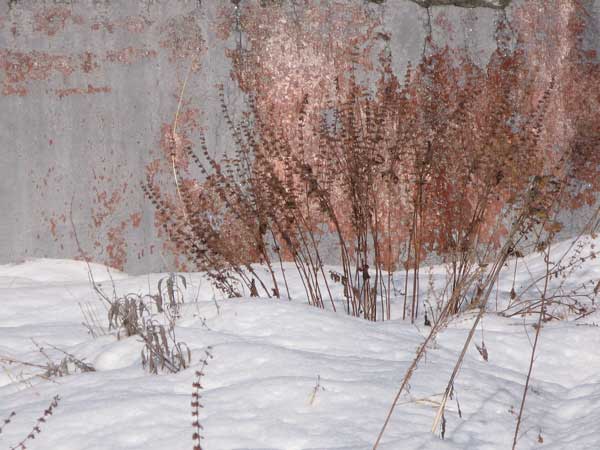 f:id:elmikamino:20091229115840j:image