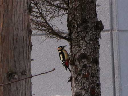 f:id:elmikamino:20100108121307j:image