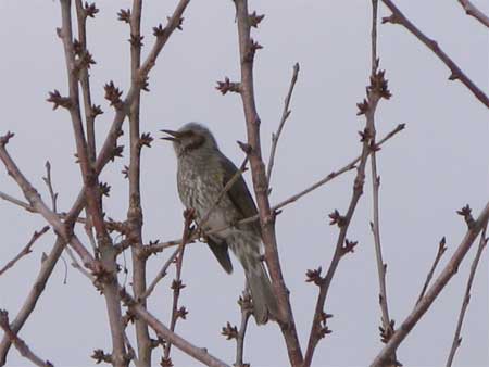 f:id:elmikamino:20100108121309j:image