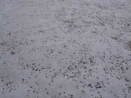 f:id:elmikamino:20100108121311j:image