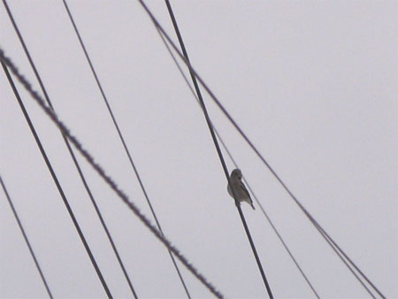 f:id:elmikamino:20100108121313j:image