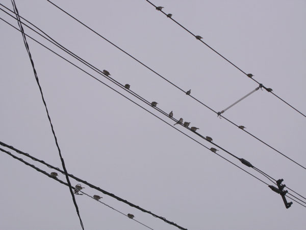f:id:elmikamino:20100113112718j:image
