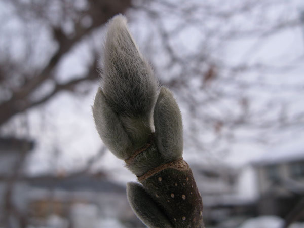 f:id:elmikamino:20100113112722j:image