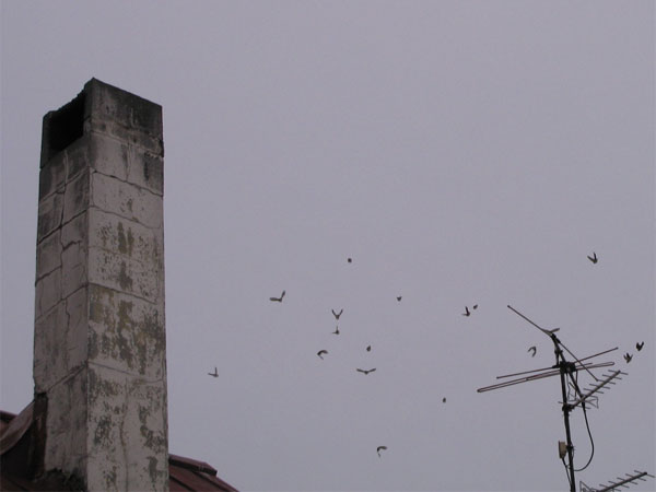 f:id:elmikamino:20100113112725j:image