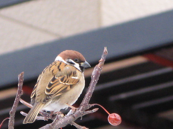 f:id:elmikamino:20100113112728j:image