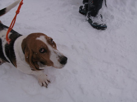 f:id:elmikamino:20100116112008j:image
