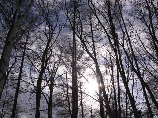 f:id:elmikamino:20100124111012j:image