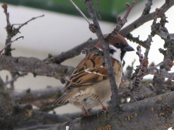 f:id:elmikamino:20100124111013j:image