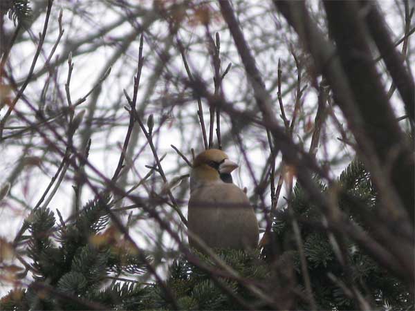 f:id:elmikamino:20100125133225j:image