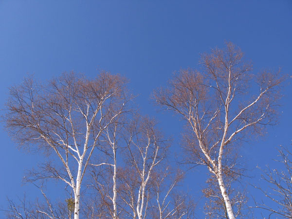 f:id:elmikamino:20100130144204j:image