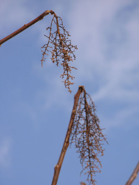 f:id:elmikamino:20100211120057j:image