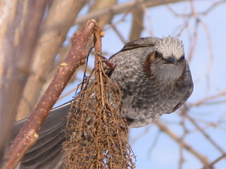 f:id:elmikamino:20100211120059j:image