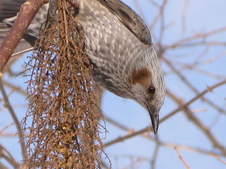 f:id:elmikamino:20100211120100j:image