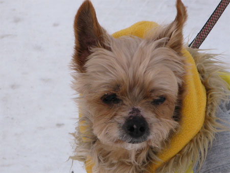 f:id:elmikamino:20100211120111j:image