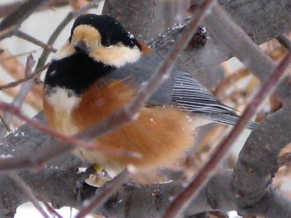 f:id:elmikamino:20100212151910j:image