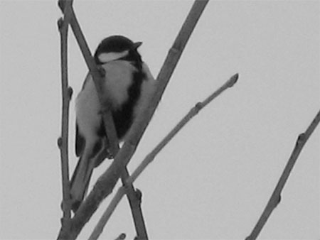 f:id:elmikamino:20100220104520j:image