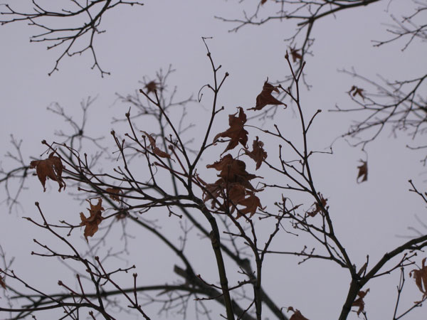 f:id:elmikamino:20100220104521j:image