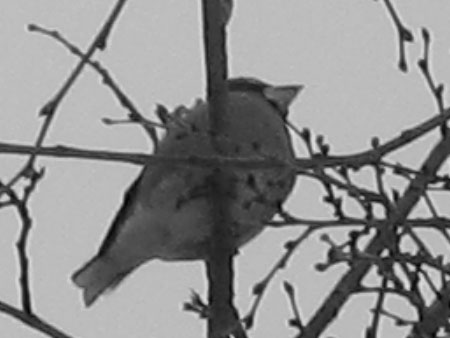 f:id:elmikamino:20100220104524j:image