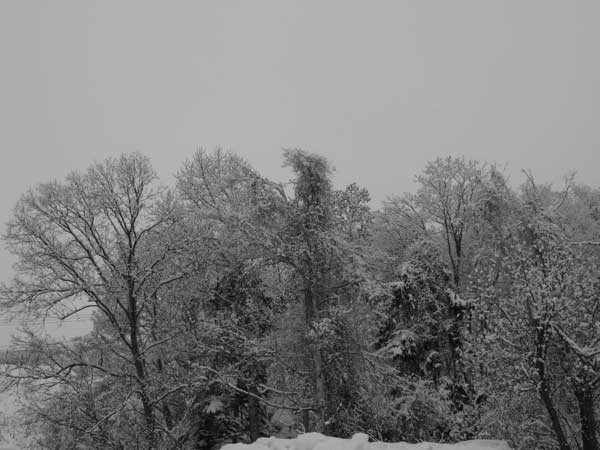 f:id:elmikamino:20100305094355j:image