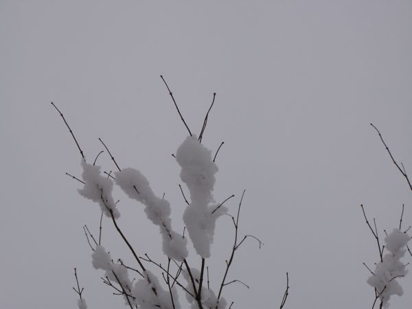 f:id:elmikamino:20100305095807j:image