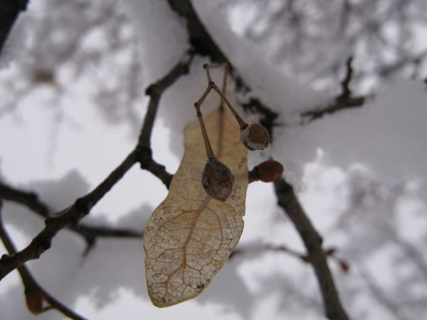 f:id:elmikamino:20100305100015j:image