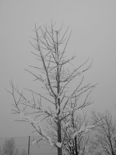 f:id:elmikamino:20100305100158j:image