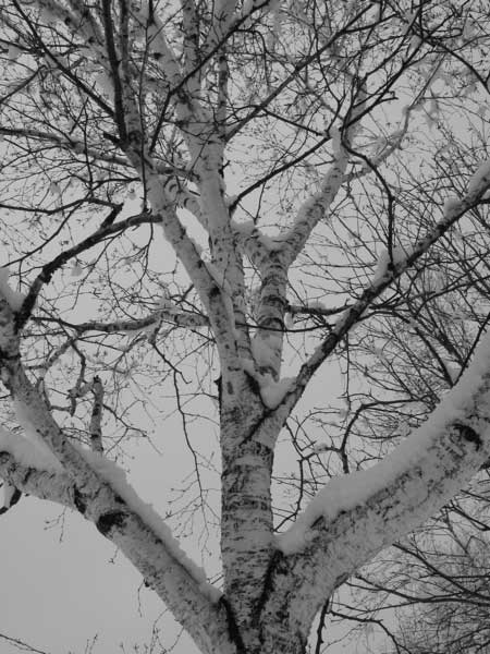 f:id:elmikamino:20100305100227j:image