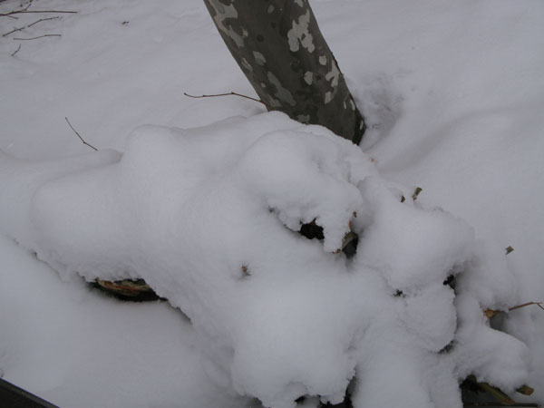 f:id:elmikamino:20100305100654j:image
