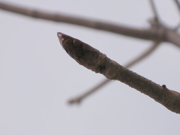 f:id:elmikamino:20100317110214j:image f:id:elmikamino:20100317110214j:image