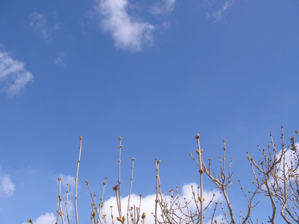 f:id:elmikamino:20100319104847j:image